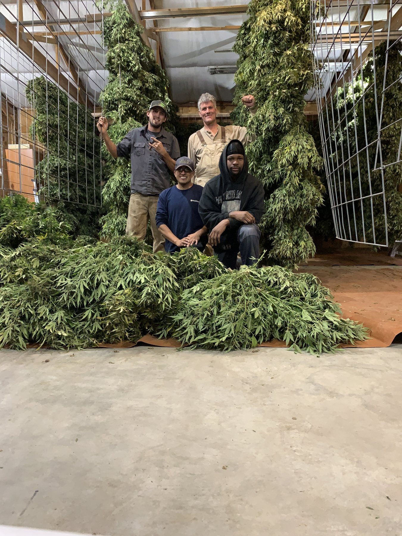 Work on an industrial hemp farm