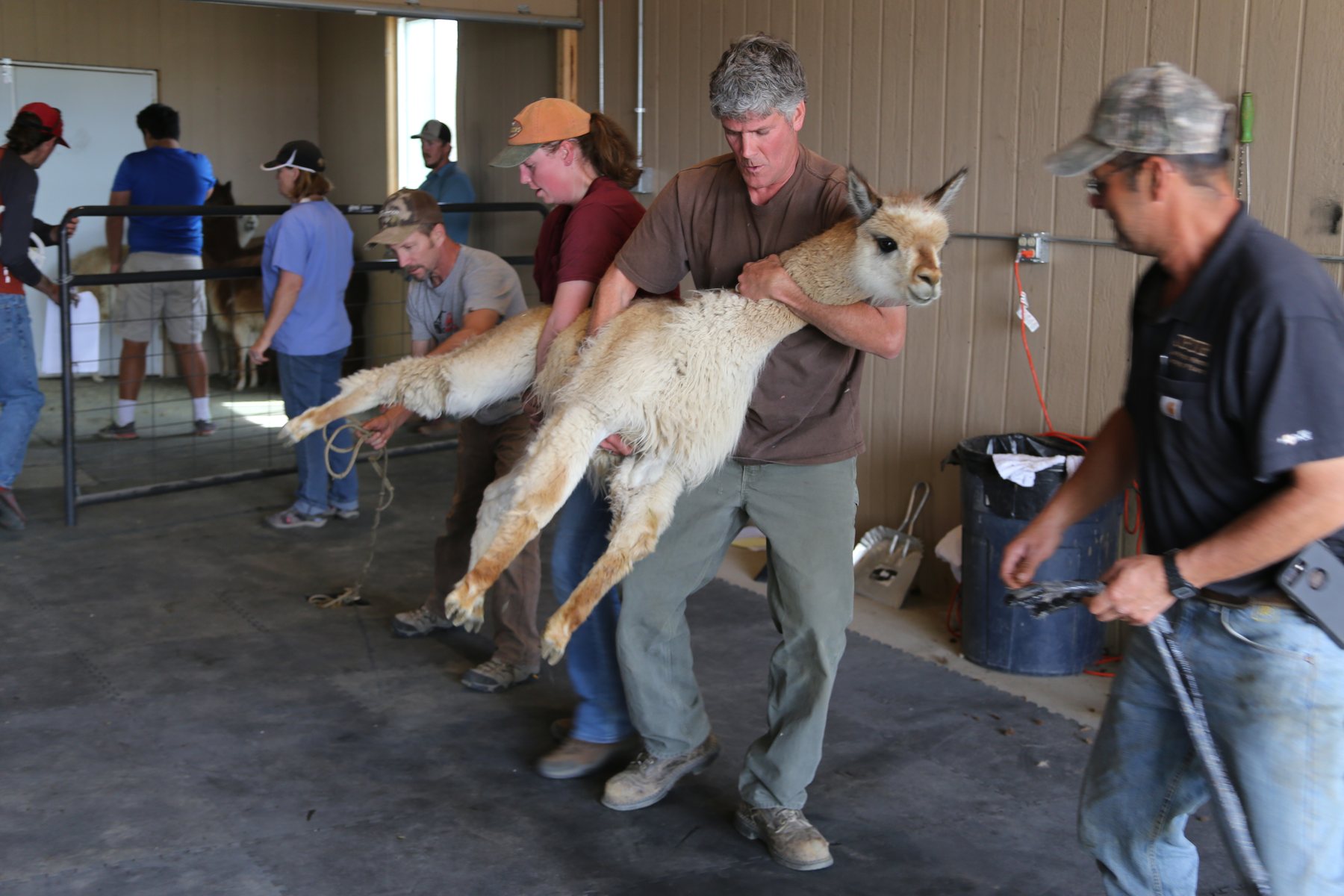 Paco-Vicuna livestock raised for fiber